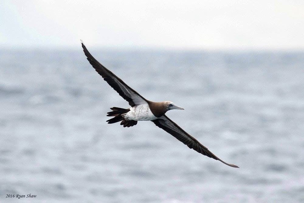 Pelagic seabird in flight over the Pacific Ocean off Westport, Washington